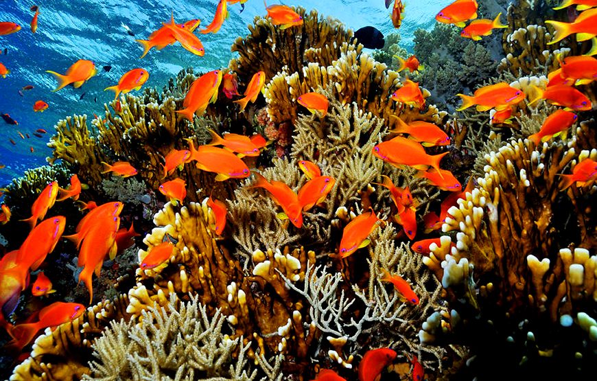 Half day Ras Mohammed National Park by bus: Snorkelling Trip