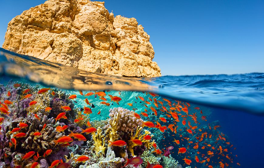 Half day Ras Mohammed National Park by bus: Snorkelling Trip