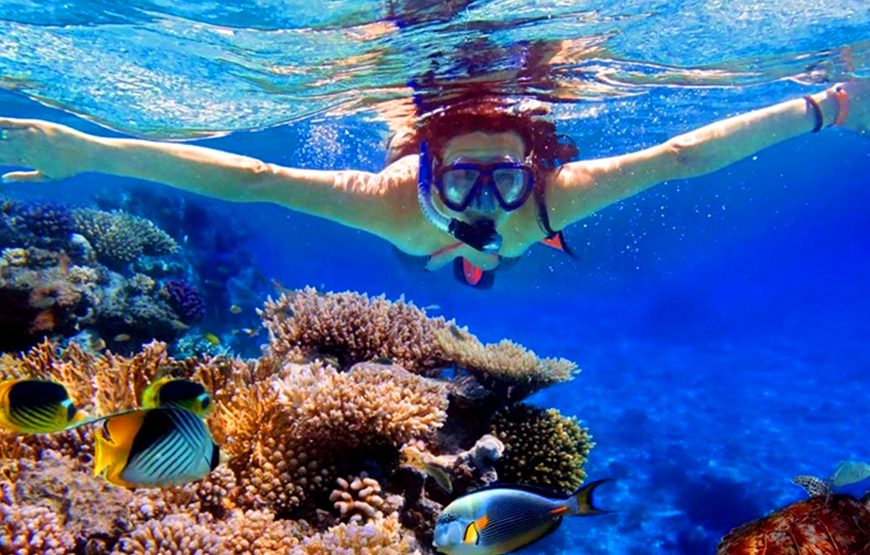 Half day Ras Mohammed National Park by bus: Snorkelling Trip
