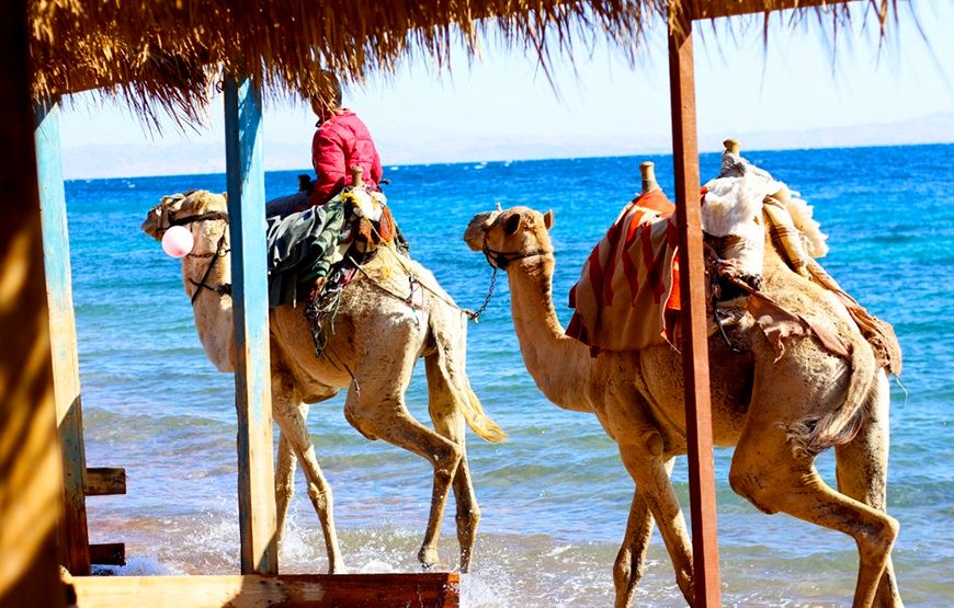 Sinia overview CTE-SD130