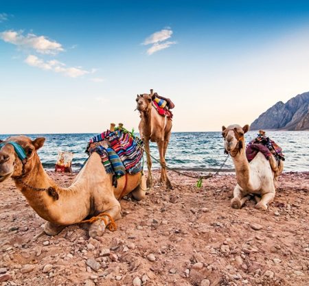 Vally of Sinia CTE-CD129