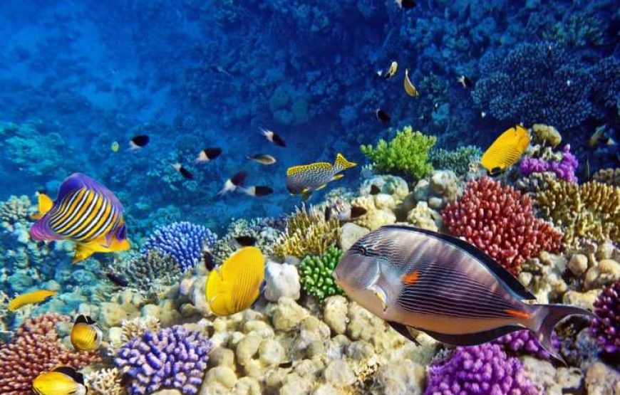 Giftun Island Snorkeling Trip