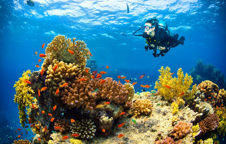 Cleopatra Program CTE-MNC123